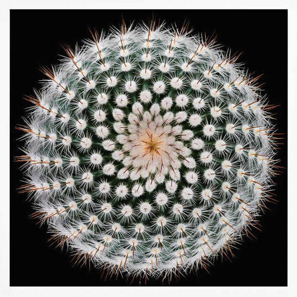 Tablou înramat „Notocactus scopa” de Victor Mozqueda