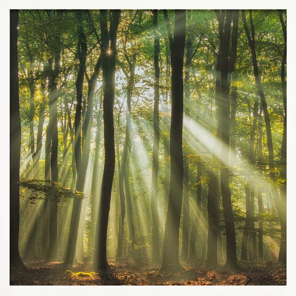 Tablou înramat „Sunny start to the day ........” de Piet Haaksma