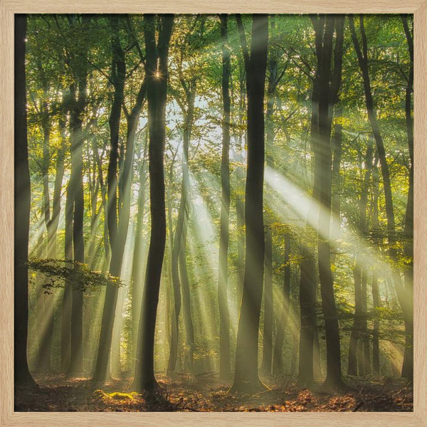 Tablou înramat „Sunny start to the day ........” de Piet Haaksma