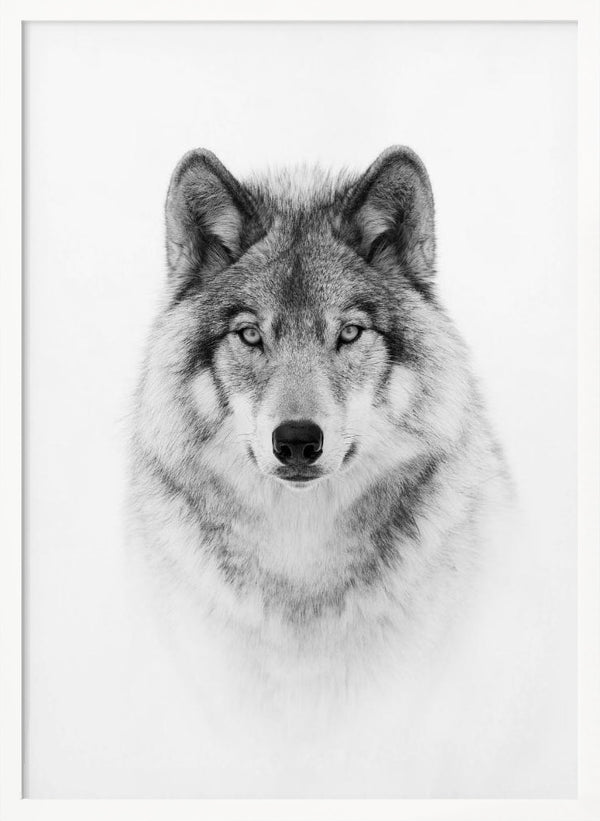 Tablou înramat „Portrait of a Timber Wolf” de Jim Cumming