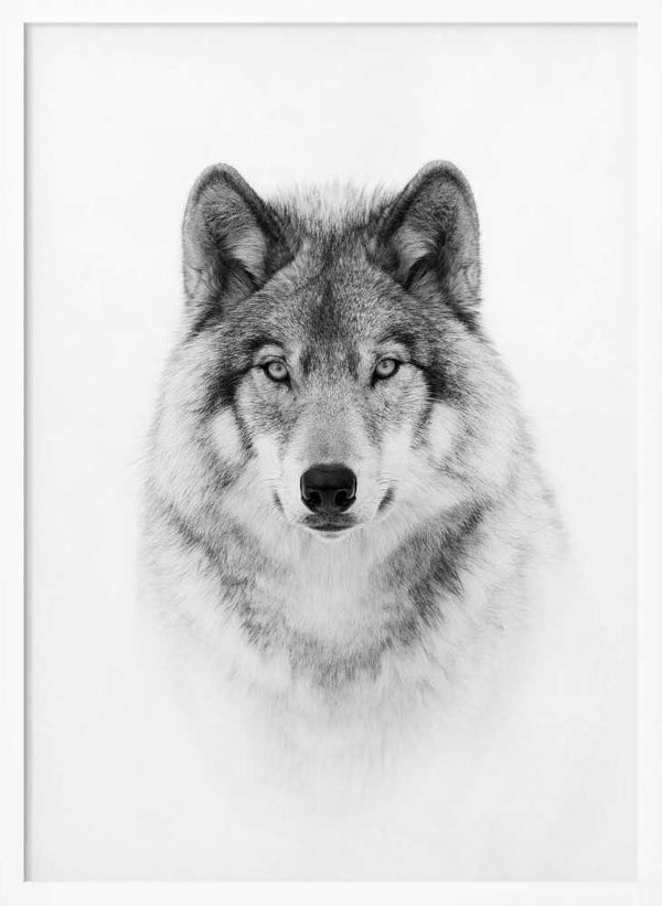 Tablou înramat „Portrait of a Timber Wolf” de Jim Cumming