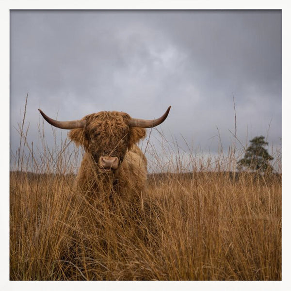 Tablou înramat „It wasn't me” de Gert van den Bosch