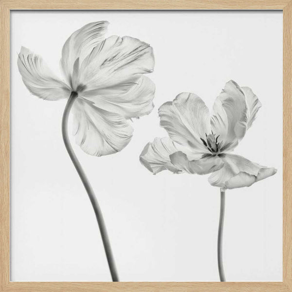 Tablou înramat „Same tulip : front- and backview” de Lotte Grønkjær