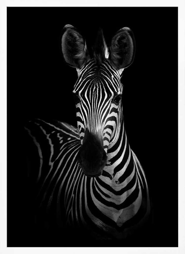 Tablou înramat „The Zebra” de WildPhotoArt