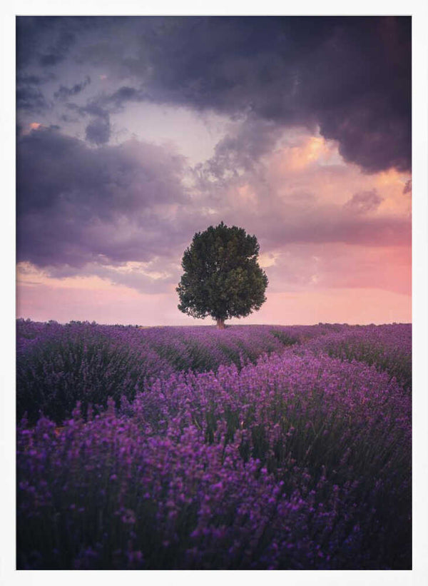 Tablou înramat „Lavender Fields, Isparta” de Cuma Cevik