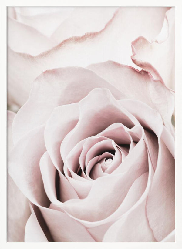 Tablou înramat „Pink Rose No 05” de Pictufy Studio III