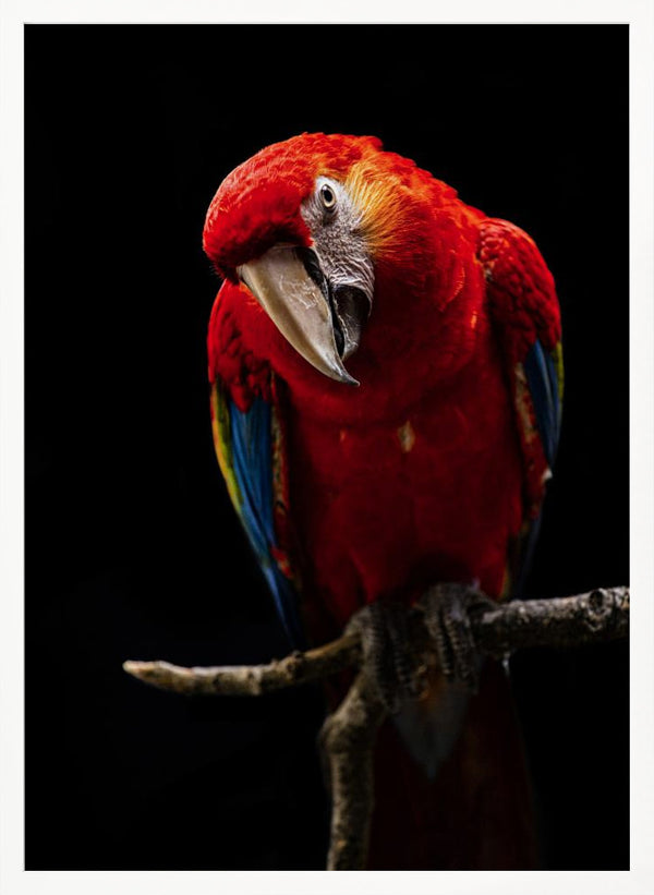 Tablou înramat „Portrait of Scarlet Macaw” de Andi Halil