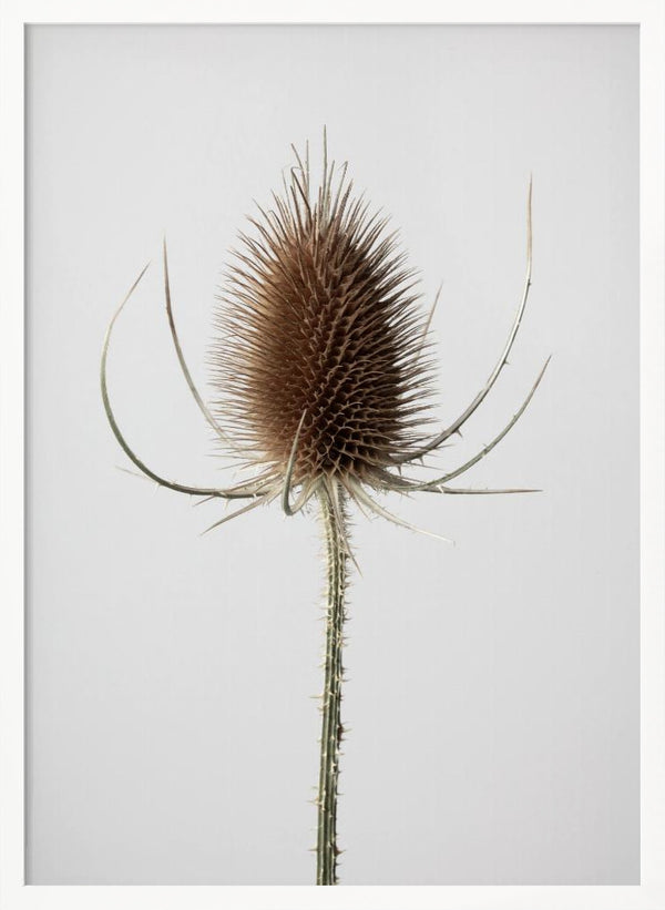 Tablou înramat „Dried_004” de Pictufy Studio III