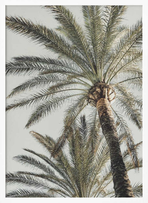 Tablou înramat „Palm_005” de Pictufy Studio III