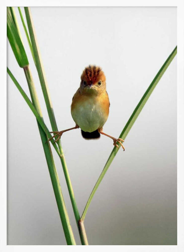 Tablou înramat „Kung Fu Master” de Lina Gunawan