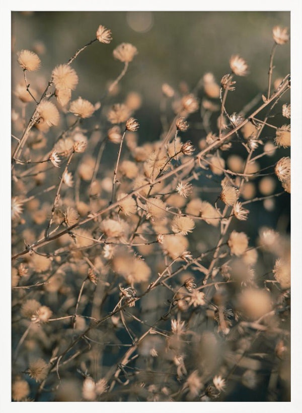 Tablou înramat „Beach flowers_003” de Pictufy Studio III