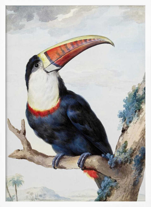 Tablou înramat „Red Billed Toucan” de Aert Schouman