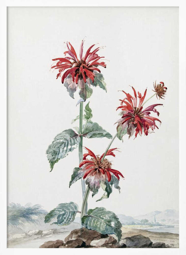 Tablou înramat „A Red Bergamot In a Landscape” de Aert Schouman