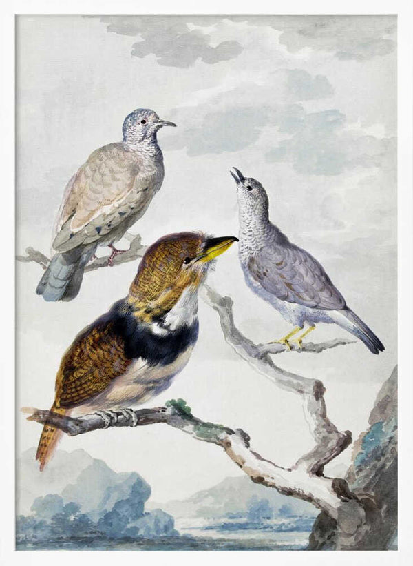 Tablou înramat „Three Birds, Two Inca Pigeons and a Collared Bearded Cuckoo” de Aert Schouman