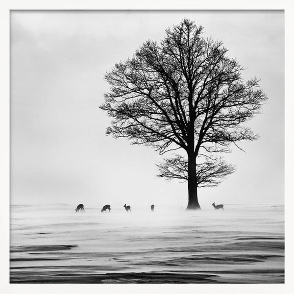 Tablou înramat „Roes” de Silvija Danelsone