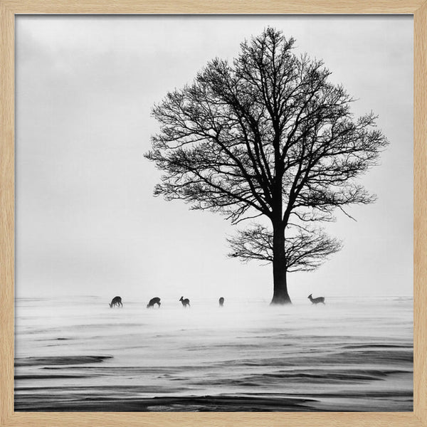 Tablou înramat „Roes” de Silvija Danelsone