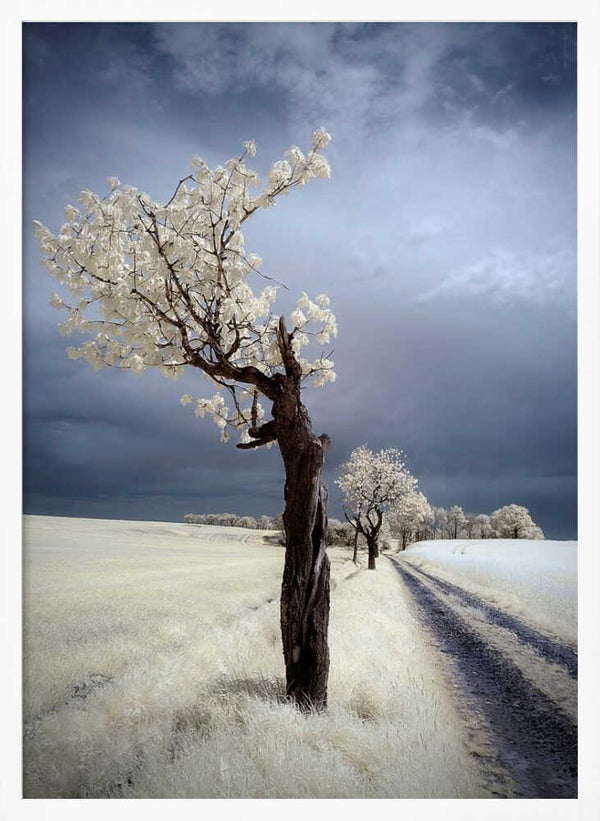 Tablou înramat „IRenka” de Piotr Krol (Bax)