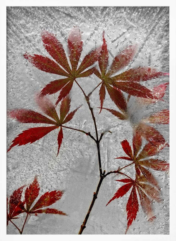 Tablou înramat „red maple” de Secundino Losada