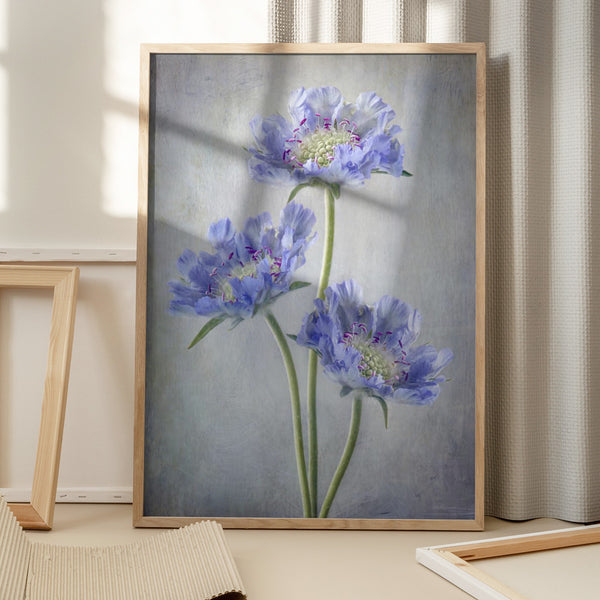 Tablou înramat „Scabiosa” de Mandy Disher