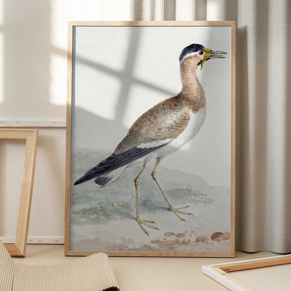 Tablou înramat „A Yellow Wattled Lapwing” de Aert Schouman