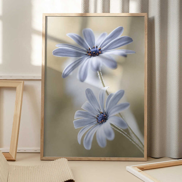 Tablou înramat „Cape daisies” de Mandy Disher