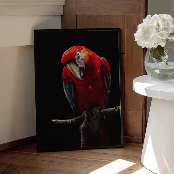 Tablou înramat „Portrait of Scarlet Macaw” de Andi Halil