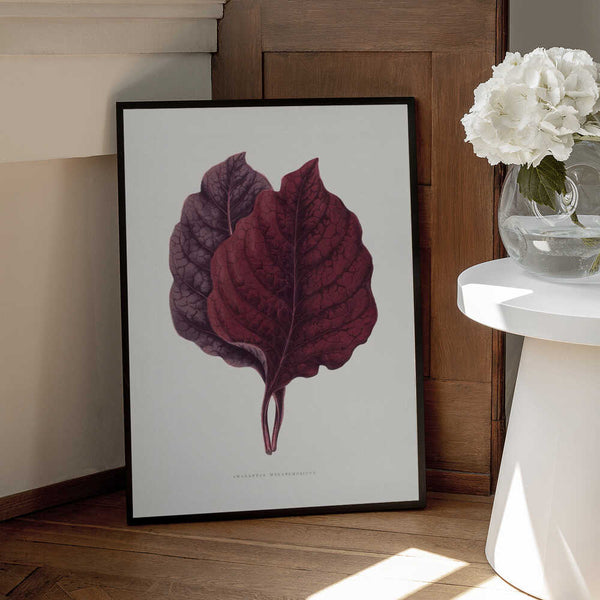 Tablou înramat „Pink Amarantus Leaf Illustration” de Les Plantes a Feuillage Colore