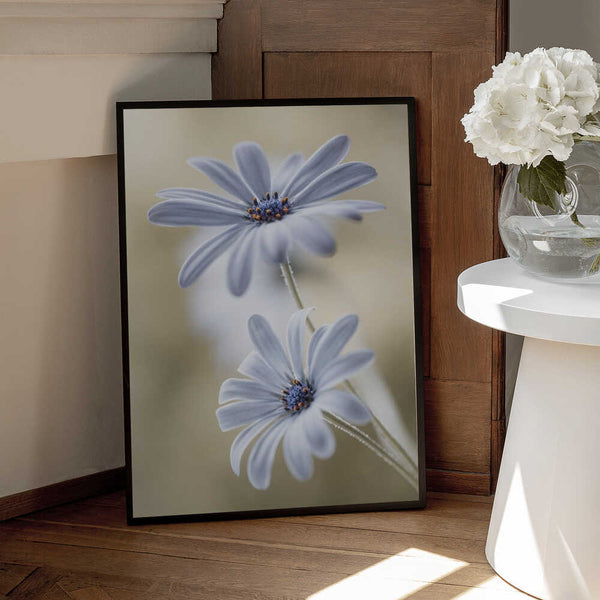 Tablou înramat „Cape daisies” de Mandy Disher