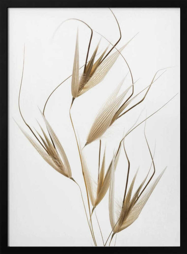 Tablou înramat „Delicacy of nature” de Thierry Lagandré (Transgressed Light)