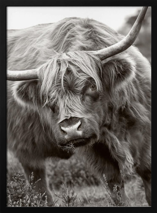 Tablou înramat „The Bull” de Jacky Parker