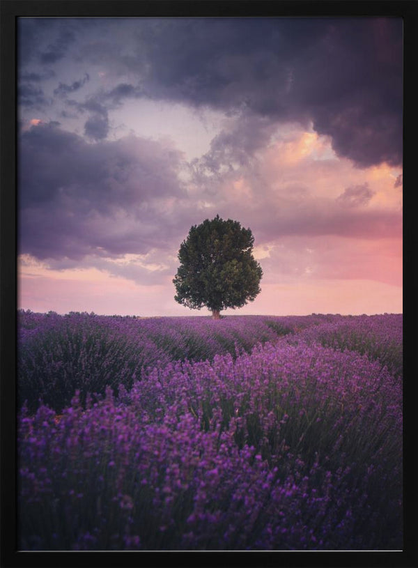 Tablou înramat „Lavender Fields, Isparta” de Cuma Cevik