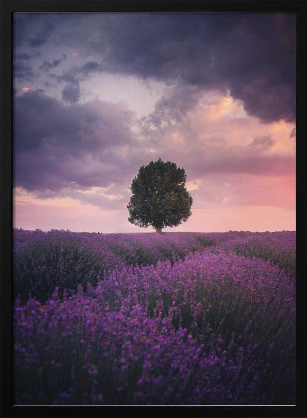Tablou înramat „Lavender Fields, Isparta” de Cuma Cevik