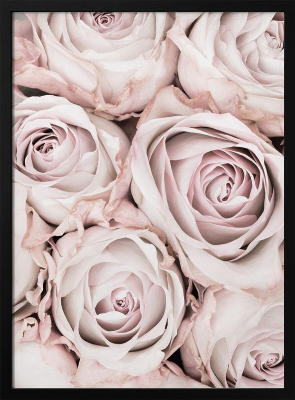 Tablou înramat „Pink Roses No 01” de Pictufy Studio III