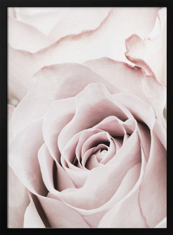 Tablou înramat „Pink Rose No 05” de Pictufy Studio III