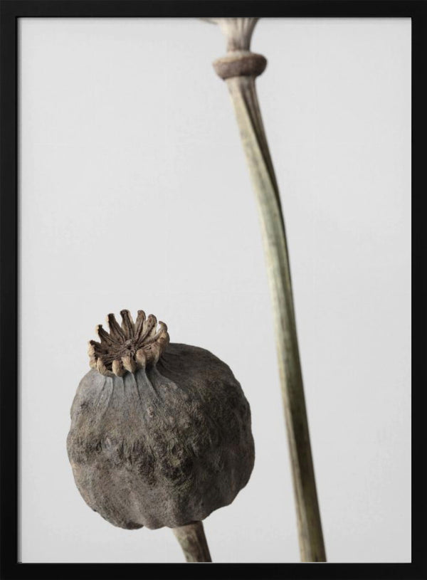 Tablou înramat „Dried_005” de Pictufy Studio III