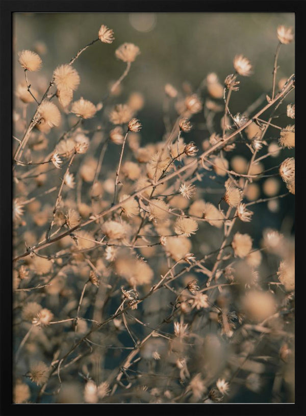 Tablou înramat „Beach flowers_003” de Pictufy Studio III