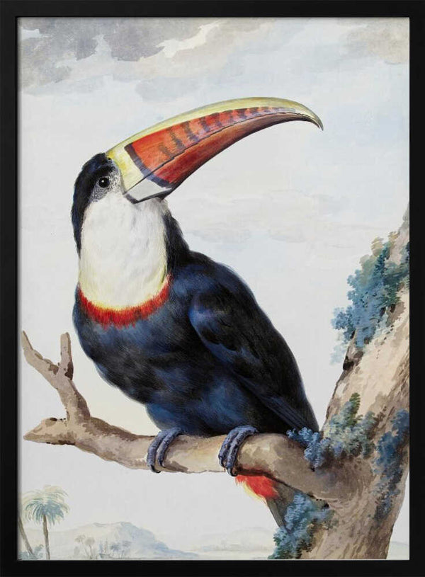 Tablou înramat „Red Billed Toucan” de Aert Schouman