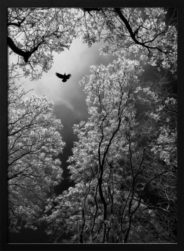 Tablou înramat „Flight” de Goran Stamenkovic