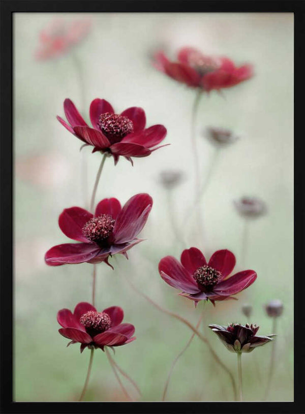 Tablou înramat „Cosmos sway” de Mandy Disher