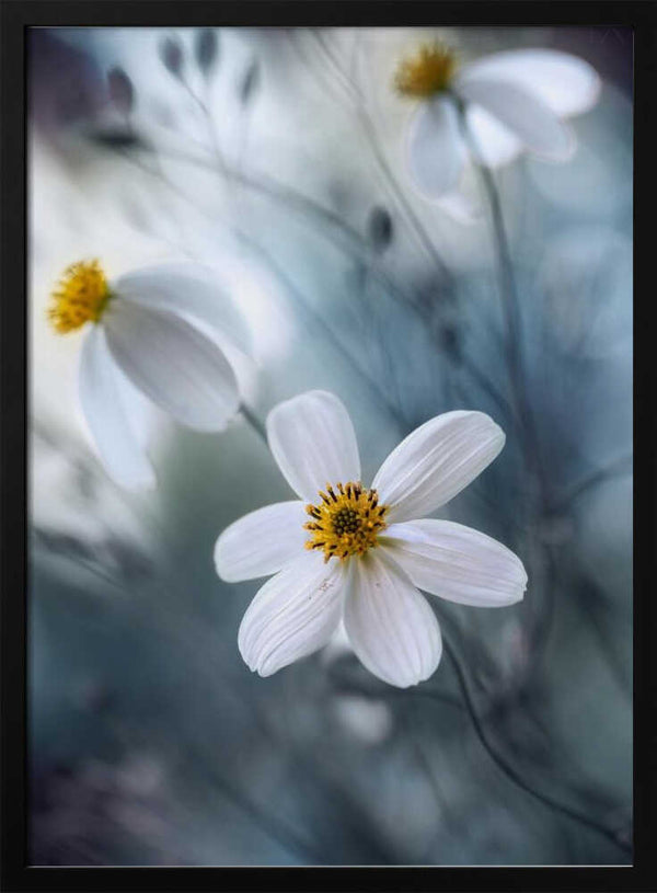 Tablou înramat „Cosmos” de Mandy Disher