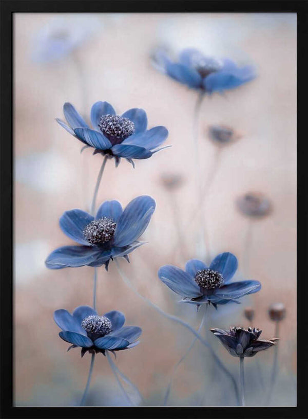 Tablou înramat „Cosmos blue” de Mandy Disher
