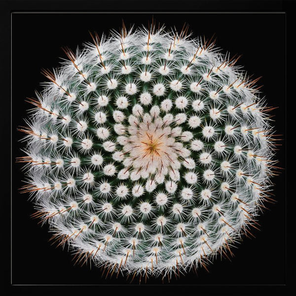 Tablou înramat „Notocactus scopa” de Victor Mozqueda