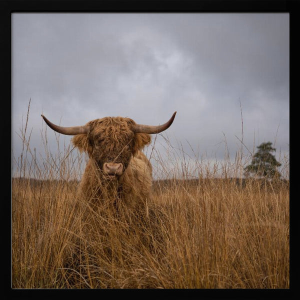 Tablou înramat „It wasn't me” de Gert van den Bosch