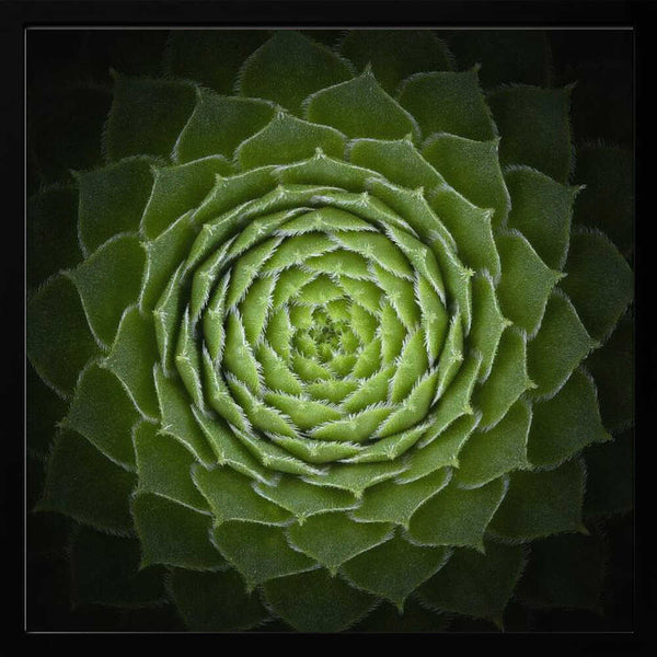 Tablou înramat „Succulent” de Victor Mozqueda