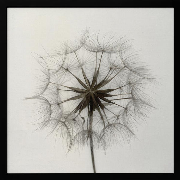 Tablou înramat „Tragopogon” de Lotte Grønkjær