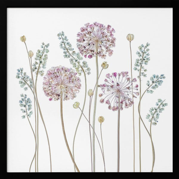 Tablou înramat „Allium” de Mandy Disher