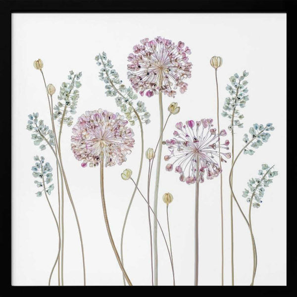 Tablou înramat „Allium” de Mandy Disher