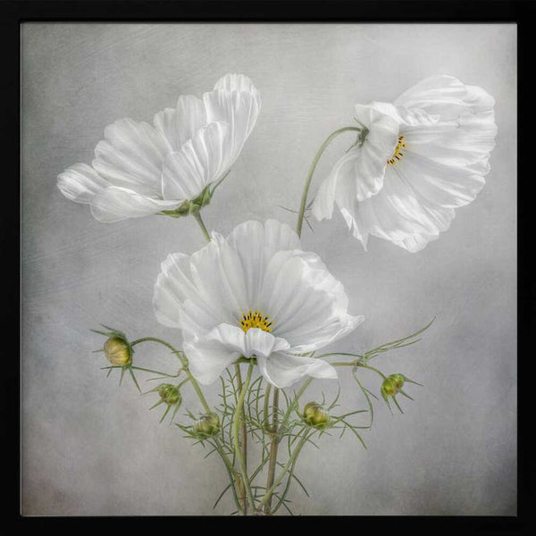 Tablou înramat „Cosmos Charm” de Mandy Disher