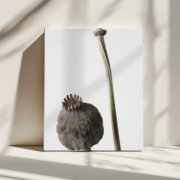 Tablou canvas „Dried_005” de Pictufy Studio III