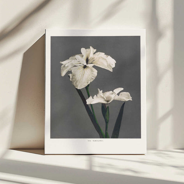 Tablou canvas „Iris Kæmpferi” de Ogawa Kazumasa